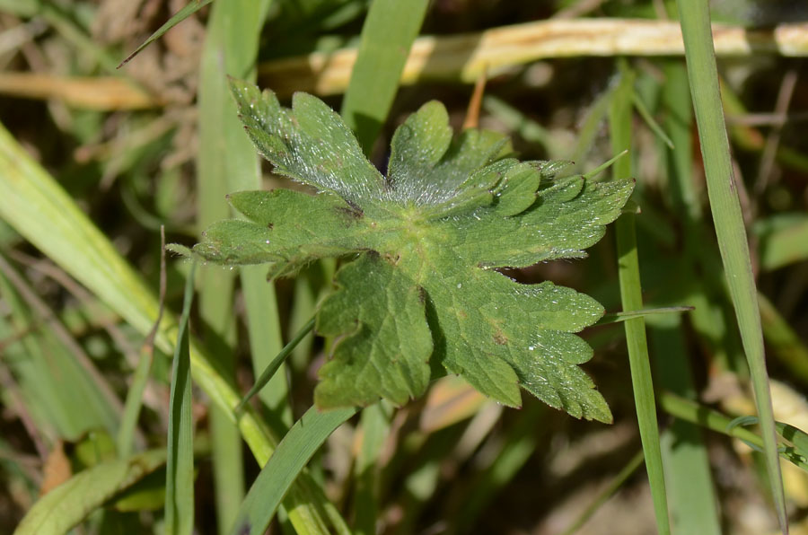 Geranium phaeum / Geranio stellato